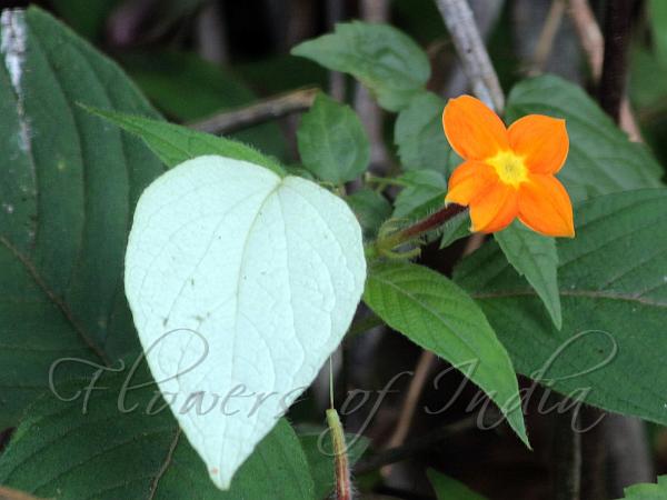 Hairiest Mussaenda